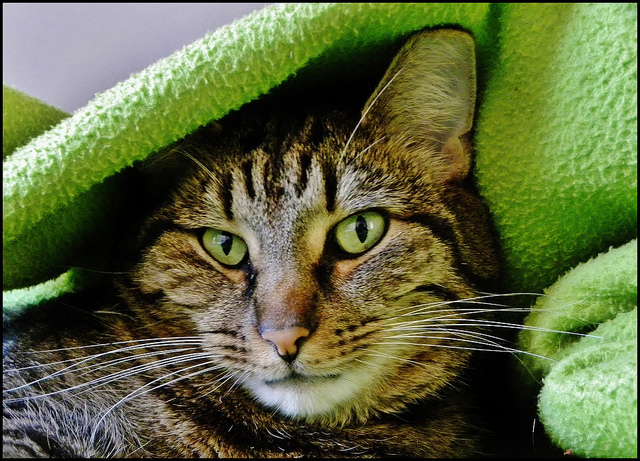 cat bed