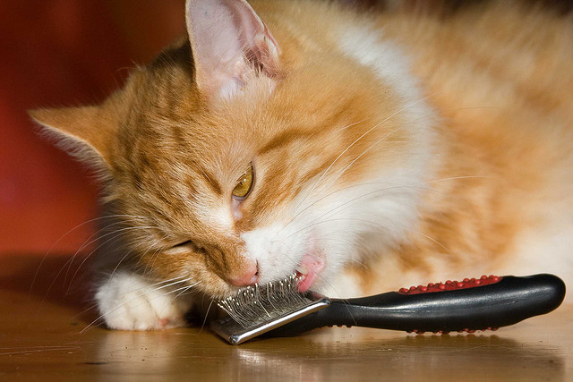cat brush