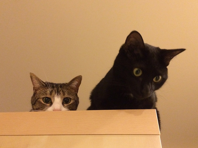 cat highway