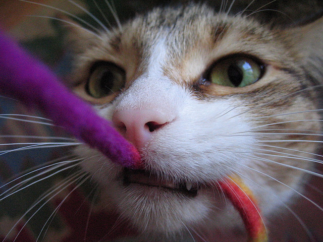 cat toy as DIY ideas for curious cat lovers