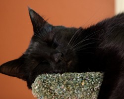 cat tree