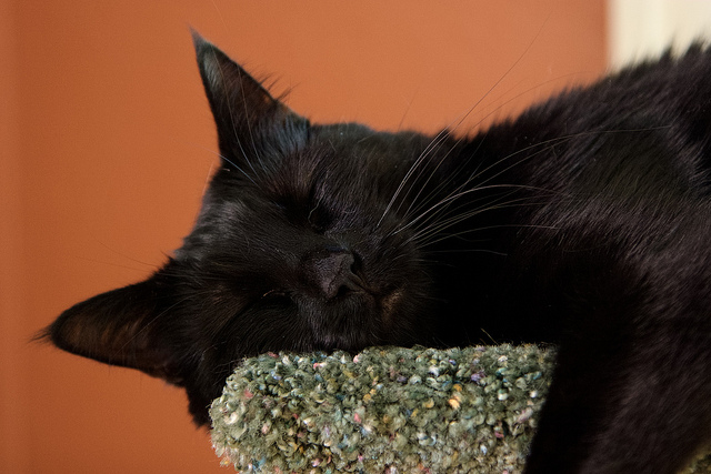 cat tree