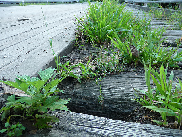 weeds on path