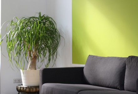 Yellowy green painted wall