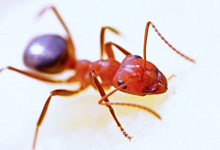 red ant