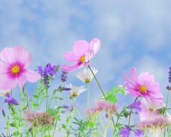 wild flowers