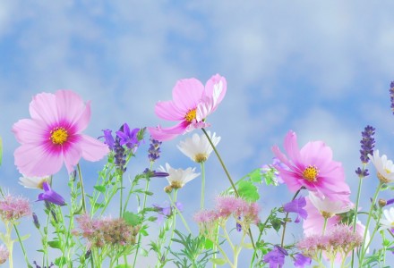 wild flowers