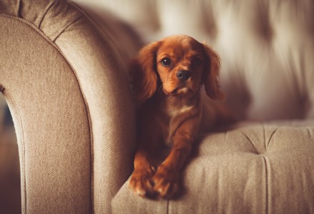 Cute puppy sitting on sofa
