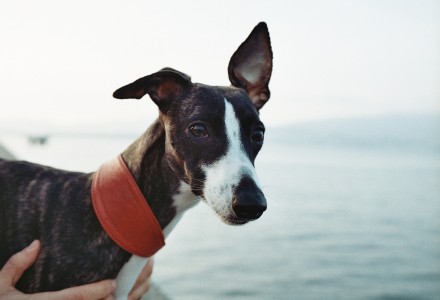 whippet dog