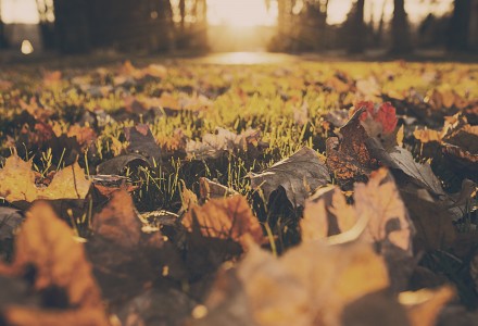 grass-leaves-autumn