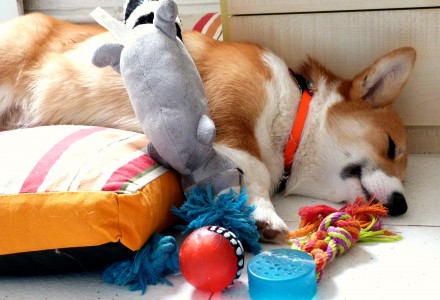 dog - toys - sleeping