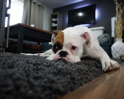 dog-rug-laminate floor