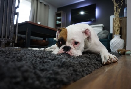 dog-rug-laminate floor