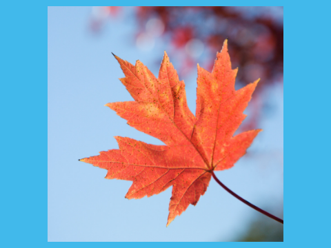 take inspiration from the colours of autumn for your home decor