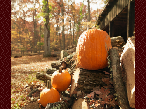 try growing pumpkins to decorate your house for autumn