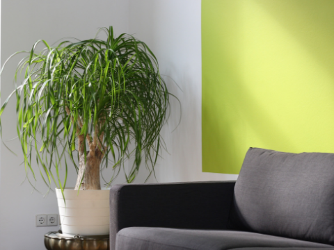Greenery, Pantone's colour of the year 2017