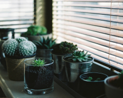 Brighten up a loft conversion guest room with house plants like cacti