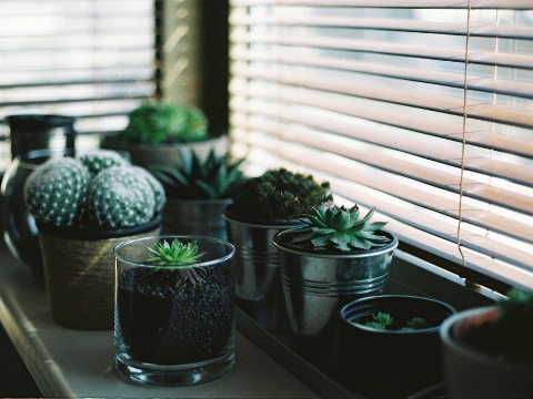 Brighten up a loft conversion guest room with house plants like cacti