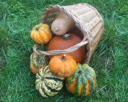 Pumpkins and squashes make great Halloween decorations